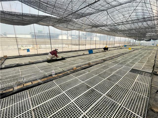 江川区：烤烟育苗管理工作稳推进 