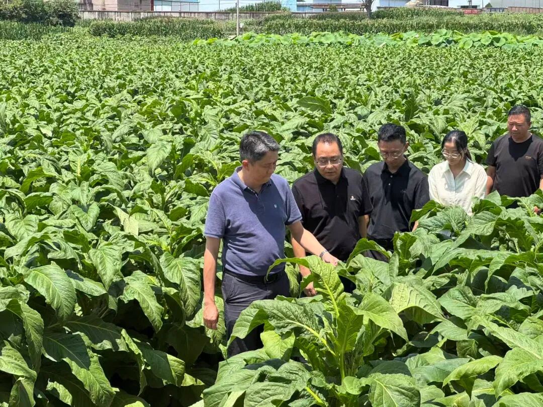 书记烤烟.jpg 书记烤烟.jpg