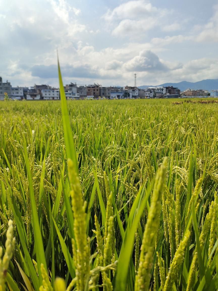 图片5.png 图片5.png